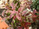 Berberis