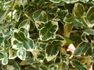 Euonymus