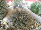 Lobivia arachnacantha v. densiseta (Echinopsis ancistrophora ssp. arachnacantha)
