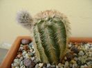 Echinocereus reichenbachii