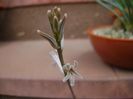 Haworthia cymbiformis, flori