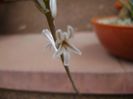 Haworthia cymbiformis, flori