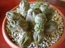 Euphorbia pseudoglobosa