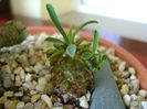 Euphorbia x japonica