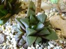 Haworthia retusa