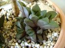 Haworthia retusa