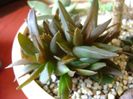 Aloe sp.