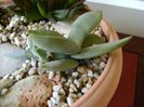 Crassula falcata