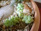 Sedum burrito
