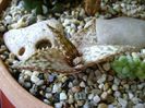 Aloe cv. Lizard Lips