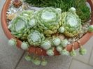 Sempervivum arachnoideum