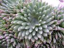 Orostachys spinosa