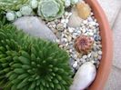Echinocereus viridiflorus & Opuntia sp.
