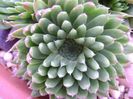 Orostachys spinosa