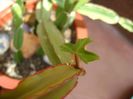 Cissus quadrangularis