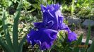 Blue Temptation in loc de...