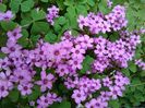 Oxalis articulata---in plin soare