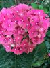 hortensie