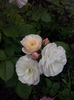 CAM01174
