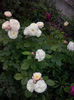 CAM01175