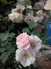 CAM01204