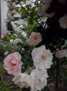CAM01205