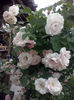 CAM01207