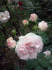 CAM01209