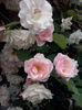 CAM01213