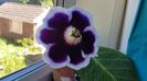 Gloxinia kaiser friedrich