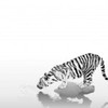 poze_animale_salbatice-tigru-0-150x150