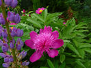 Purple Spider