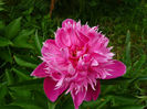Anemoniflora