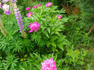 Santa Fe, Purple Spide,Anemoniflora