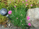 Armeria maritima  (Mill.) Willd. 1809.