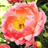 bulbi-bujor-coral-sunset-paeonia-1