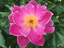 Paeonia Doreen