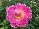 Paeonia Doreen