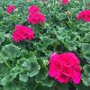 geranium-zonal-toscana-regina