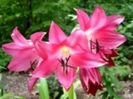 crinum-ellenbosanquet_180x180