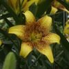 lilium-golden-stone5_180x180