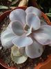 Echeveria Perle Von Nurnberg