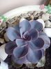 Echeveria magical red