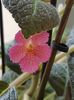 thumbnail (14) Pink Panther