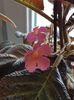 thumbnail (21) Pink Panther