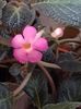thumbnail (47) Pink Panther