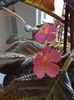 thumbnail (96) Pink Panther