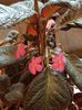 thumbnail (97) Pink Panther