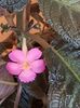 thumbnail (100) Pink Panther