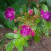 violette